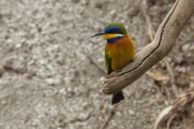 Ethiopian Bee-eater - Merops lafresnayii