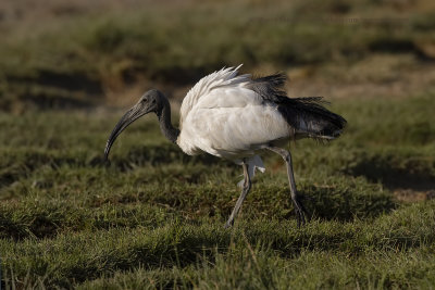 Sacred ibis - Threskiornis aethiopicus