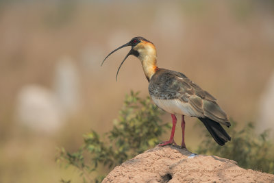 Buff-necked Ibis - Theristicus caudatus