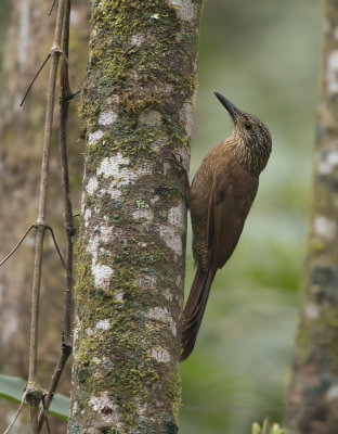 Planalto Woodcreeper - Dendrocolaptes platyrostr