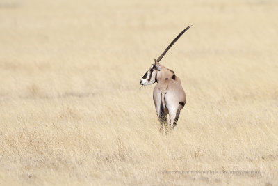 Beisa Oryx - Oryx beisa