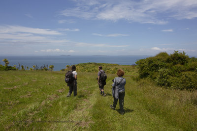 Tiritiri Matangi