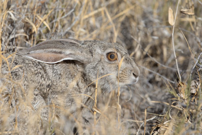 Scrub hare - Lepus saxatilis