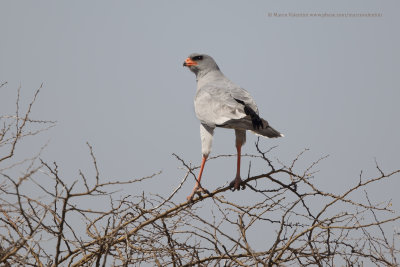 Pale Chanting Hawks - Melierax canorus