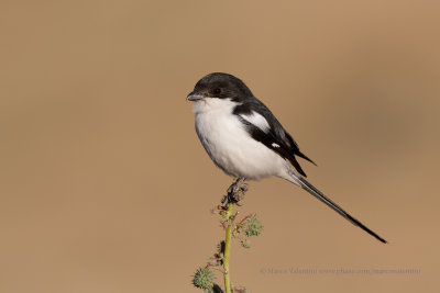 Common fiscal - Lanius collaris