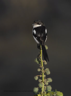 Common fiscal - Lanius collaris