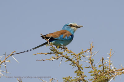 Abyssinian roller - Coracias abyssinica