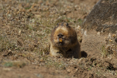 Big-headed African mole-rat - Tachyoryctes macrocephalus