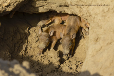 Warthog - Phacochoerus africanus