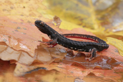 Northern Spectacled Salamander - Salamandrina perspicillata