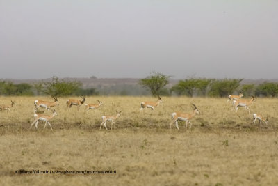 Sommering's Gazelle - Gazella soemmeringii