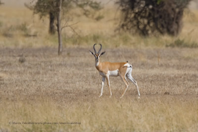 Soemmerring's gazelle - Nanger soemmerringii
