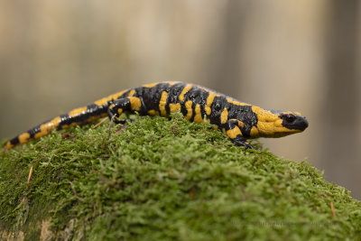 Fire Salamander - Salamandra salamandra
