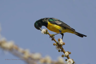 Collared sunbird - Hedydipna collaris