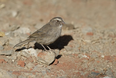 Brown-rumped Seed-eater - Crithagra tristriata