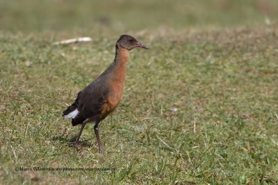 Rouget's Rail - Rougetius rougetti