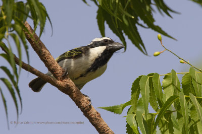 Black-throated barbet - Tricholaema melanocephala