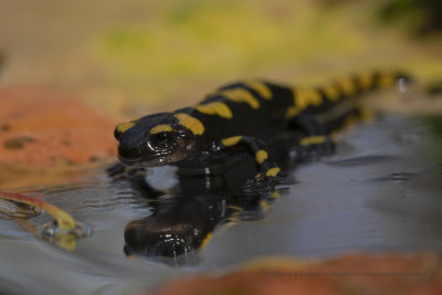 Fire Salamander - Salamandra salamandra