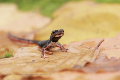 Northern Spectacled Salamander - Salamandrina perspicillata