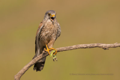 Kestrel - Falco tinnunculus