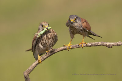 Kestrel - Falco tinnunculus