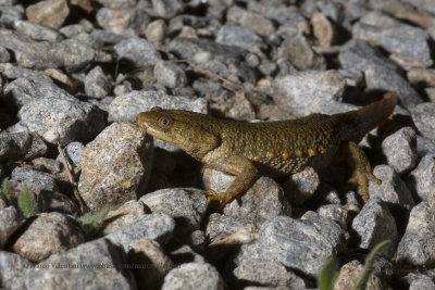 Iberian ribbed newt - Pleurodeles waltl