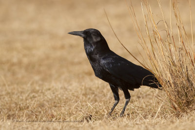 Somali crow - Corvus edithae