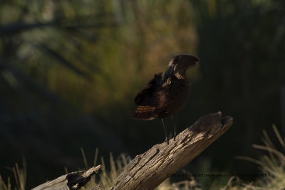 Hamerkop - Scopus umbretta