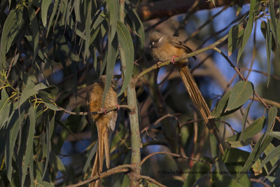 Speckled Mousebird - Colius striatus