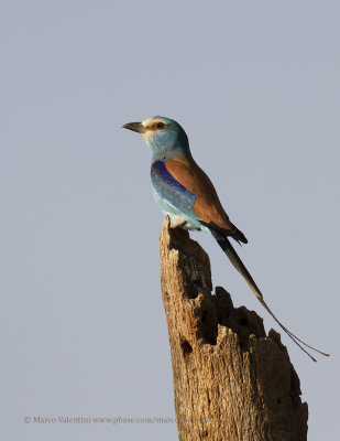 Abyssinian roller - Coracias abyssinica