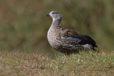 Blue-winged Goose - Cyanochen cyanoptera