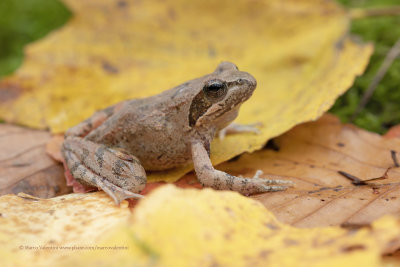 Italian Stream Frog - Rana italica