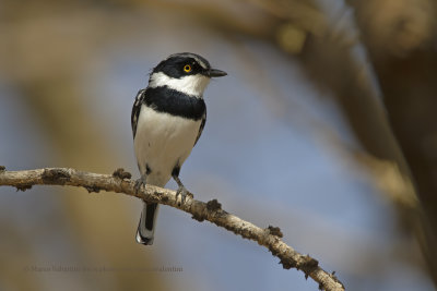 Grey-headed Batis - Batis orientalis