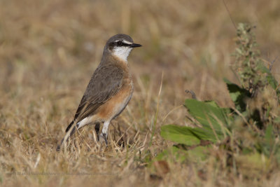 Buff-breasted Wheatear - Oenanthe bottae