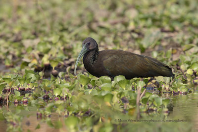 Green ibis - Mesembrinibis cayennensis