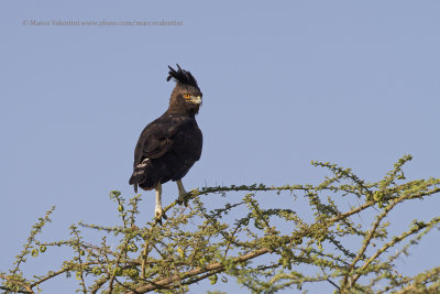 Long-crested eagle - Lophaetus occipitalis