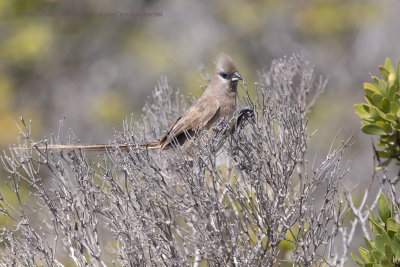 Speckled Mousebird - Colius striatus