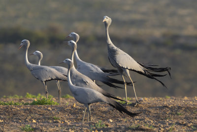 Blue crane - Anthropoides paradisea