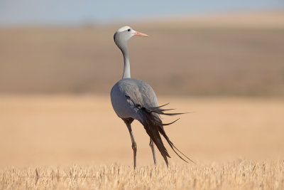 Blue crane - Anthropoides paradisea