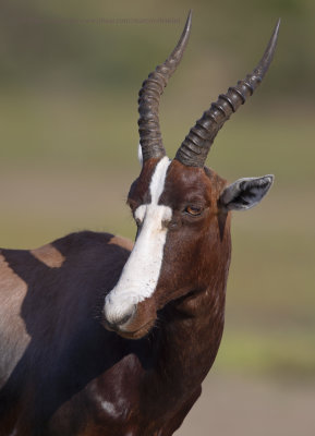 Bontebok - Damaliscus pygargus pygargus