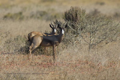 South African Springbok - Antidorcas marsupialis