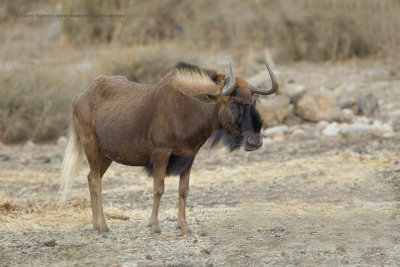 Black Wildebeest - Connoachetes gnu