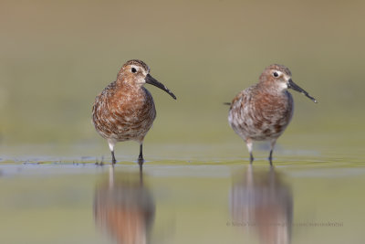 Curlew Sandpiper - Calidris ferruginea