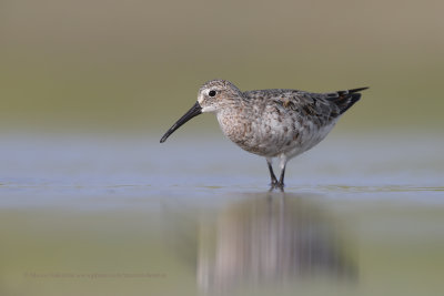 Curlew Sandpiper - Calidris ferruginea