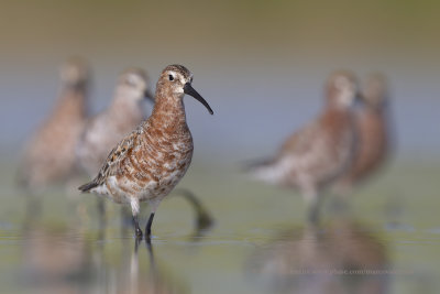 Curlew Sandpiper - Calidris ferruginea