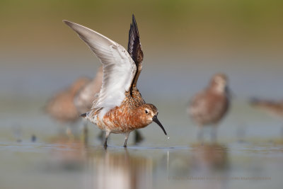 Curlew Sandpiper - Calidris ferruginea