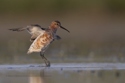 Curlew Sandpiper - Calidris ferruginea