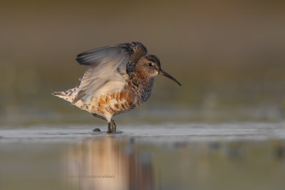 Curlew Sandpiper - Calidris ferruginea