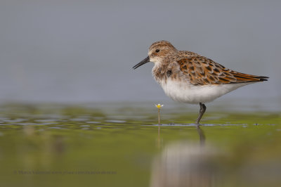 Little stint - Calidris minuta