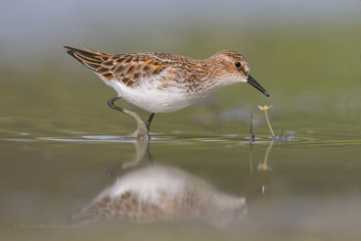 Little stint - Calidris minuta